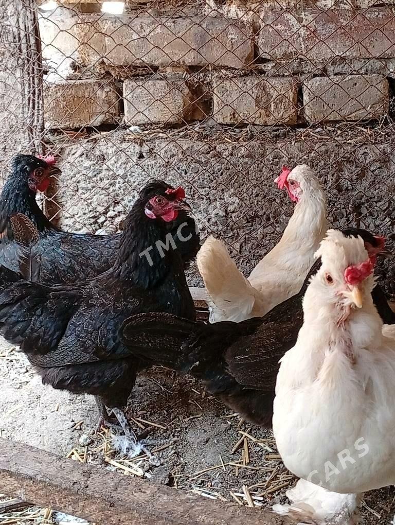 ýaponçik ýumurta - Dänew - img 3