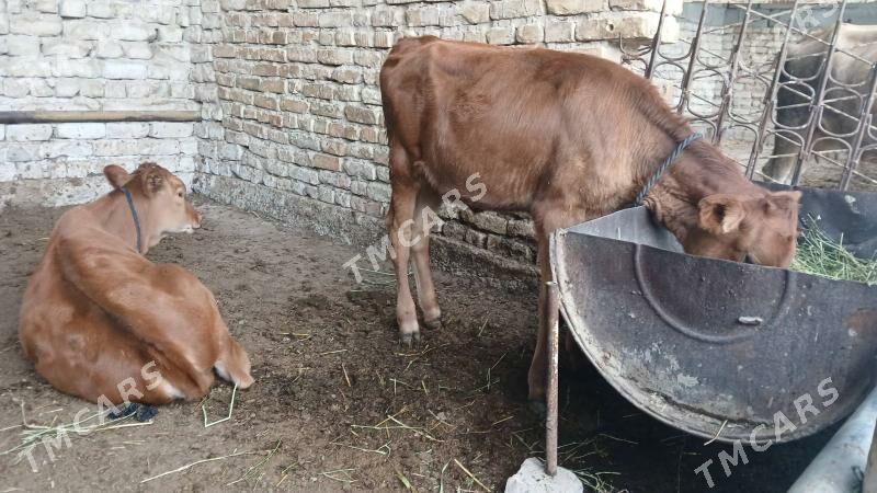 göle - Gökje - img 3