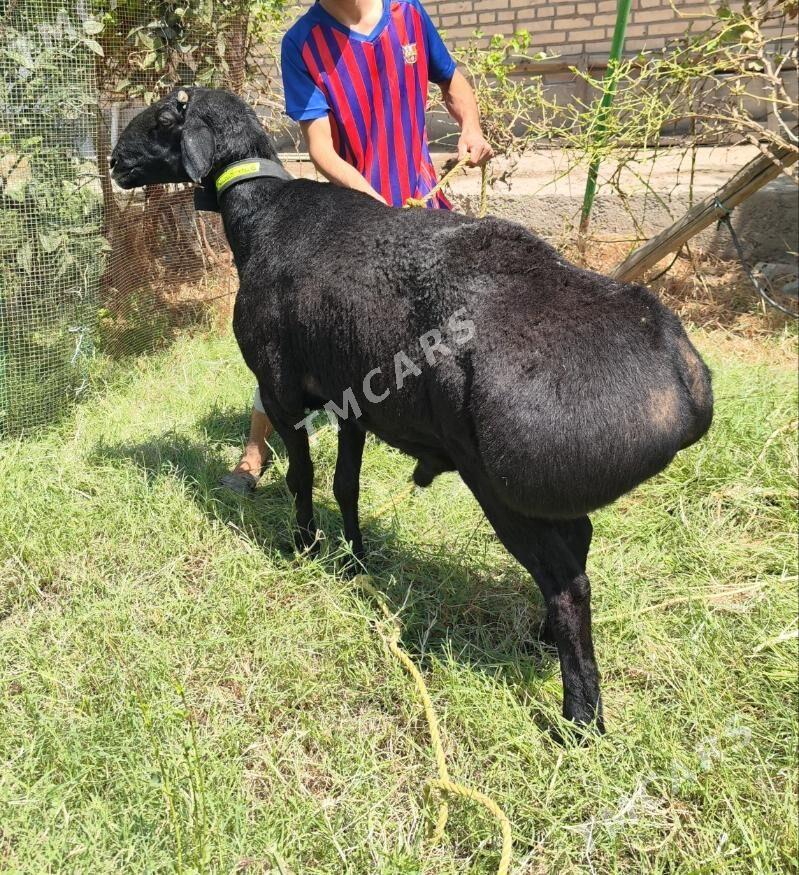 Gisar goç - Türkmenabat - img 2