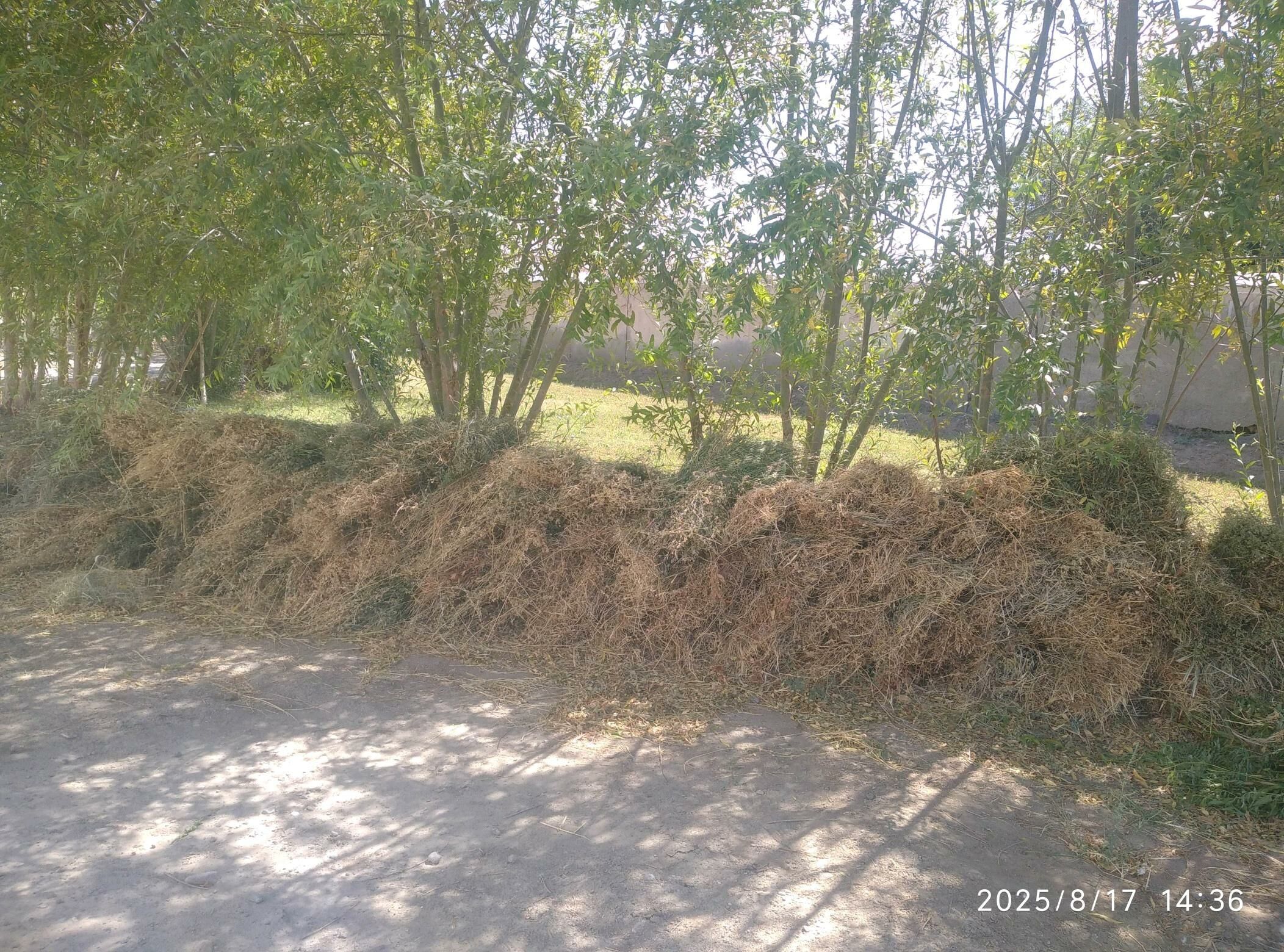 йорунжа - Daşoguz - img 3