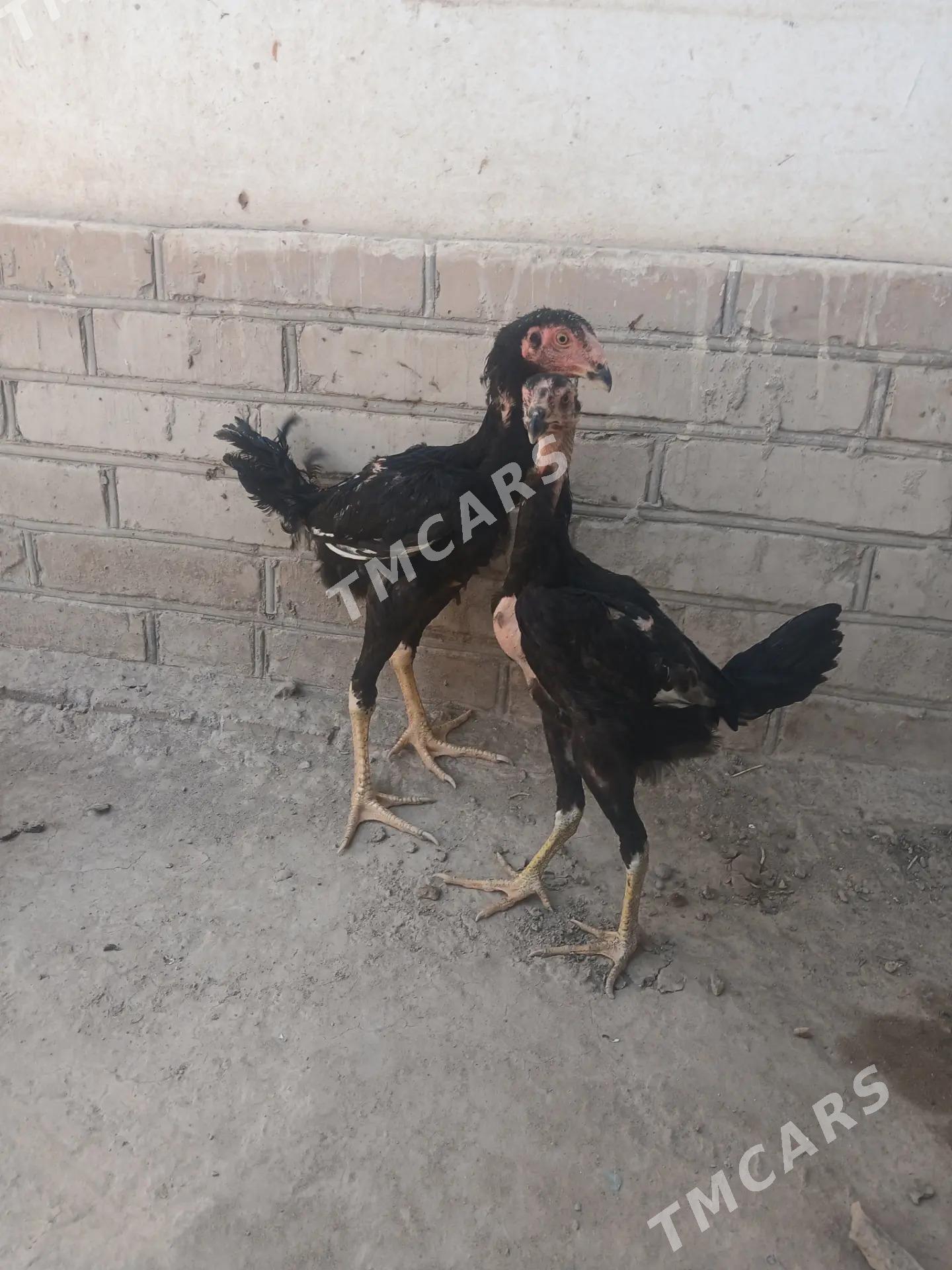 baysow juje - Kerki - img 2