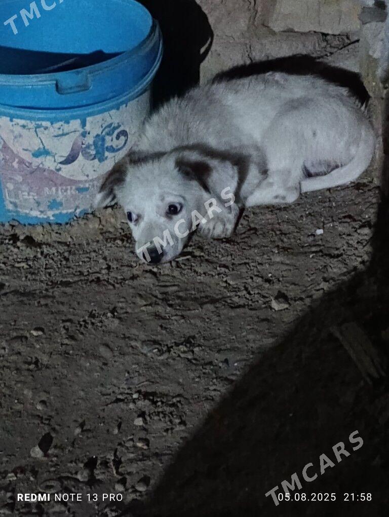 собака - Mary - img 2