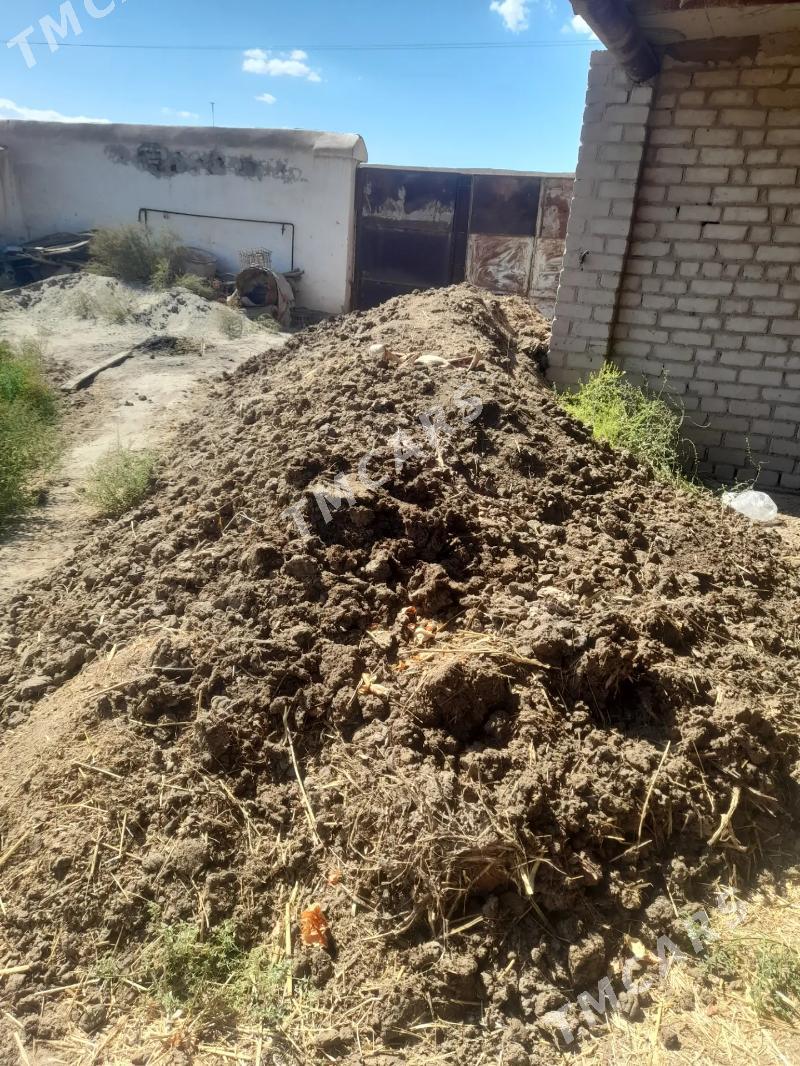 sygyr dersi - Дашогуз - img 2