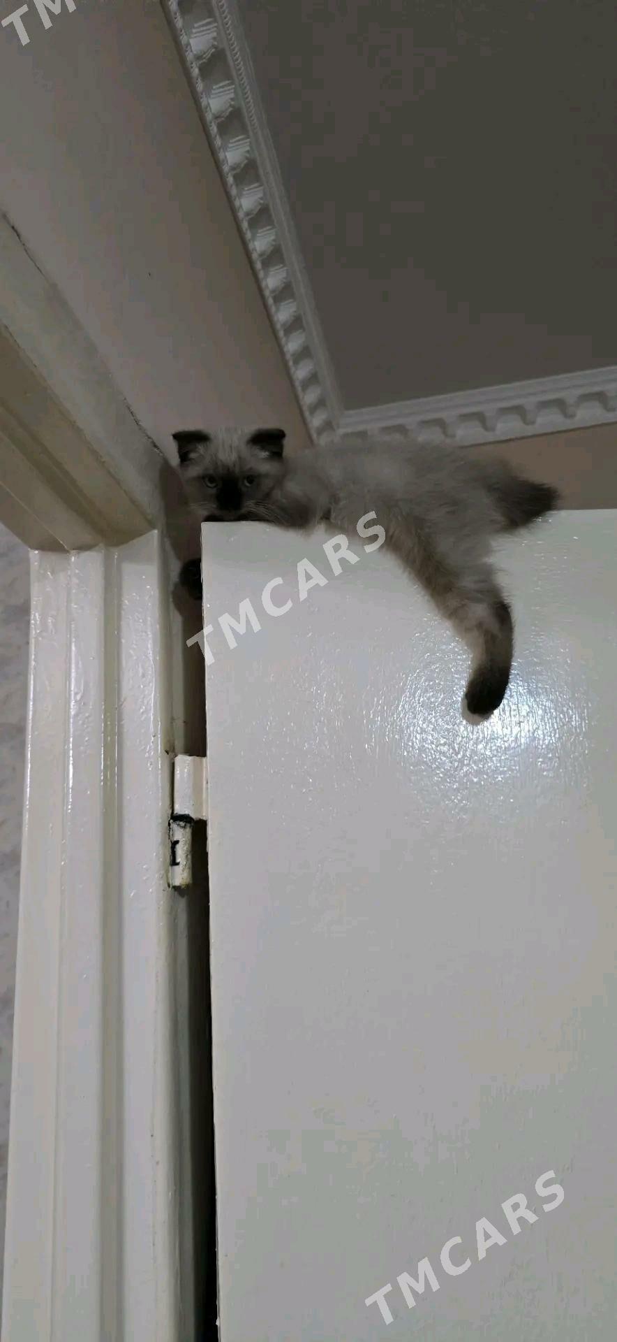 вислаущка котик - Türkmenabat - img 2
