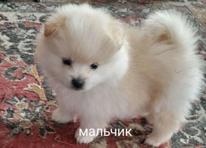 шпицульки - Ашхабад - img 3