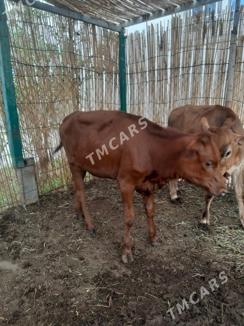 tuwe - Тязе заман - img 4