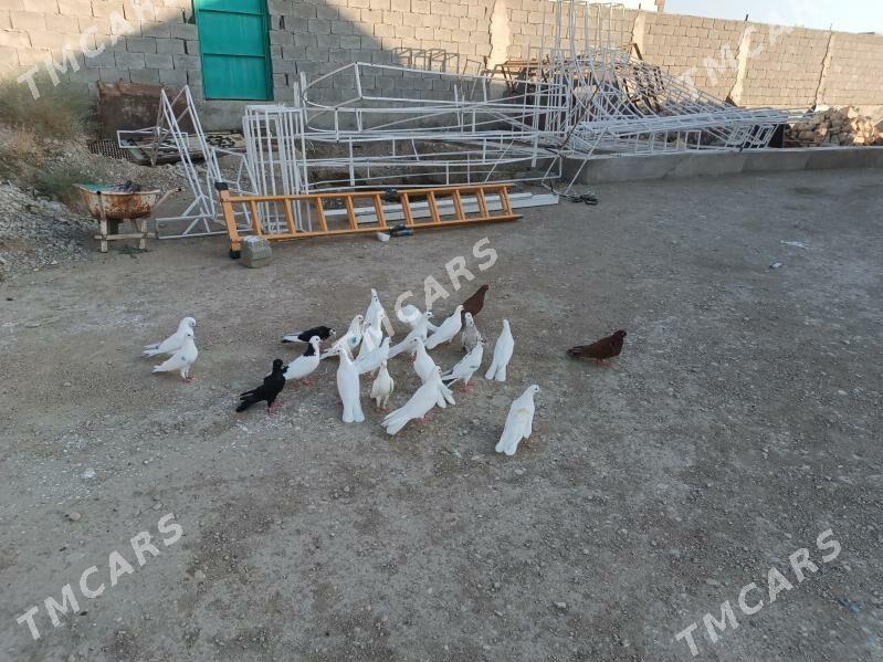 kepderi - Balkanabat - img 6