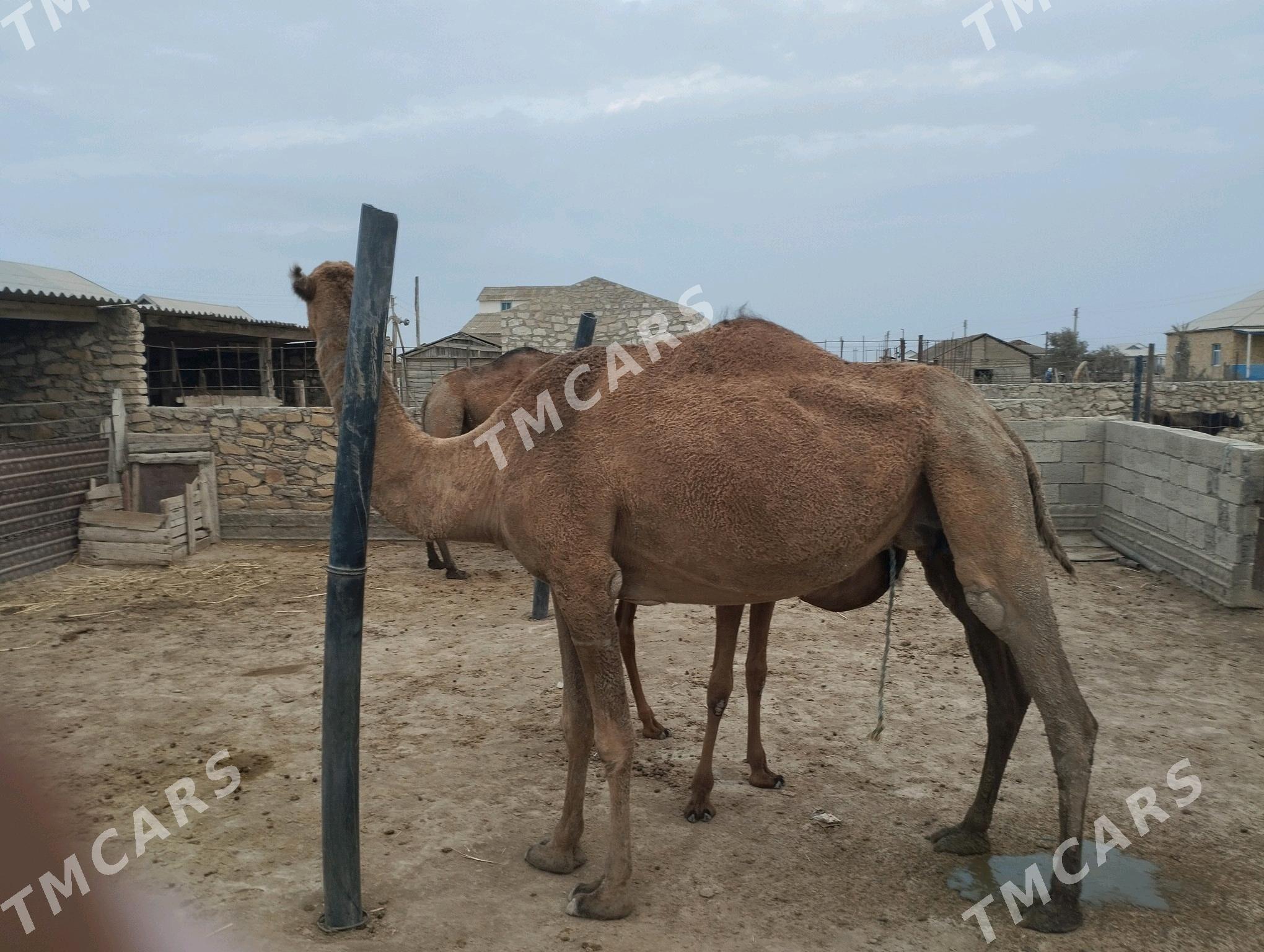 köşeli duye - Esenguly - img 2