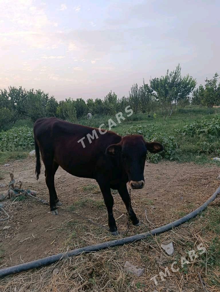 Tüwe 2 sany - Ak bugdaý etraby - img 3
