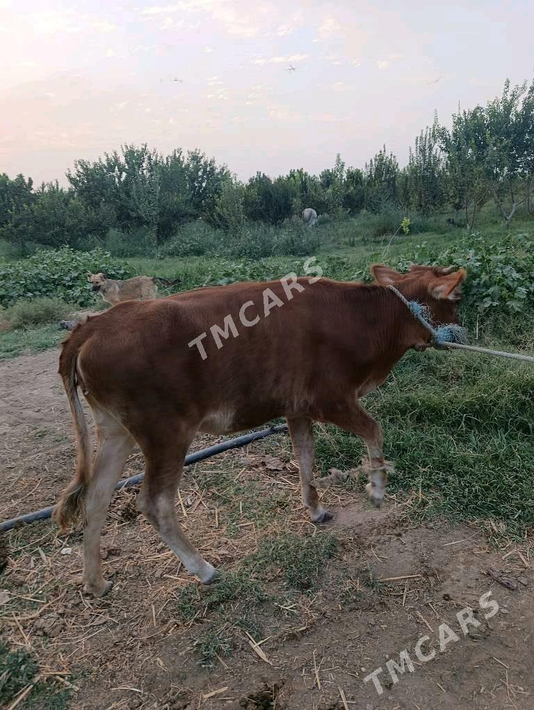 Tüwe 2 sany - Ak bugdaý etraby - img 6