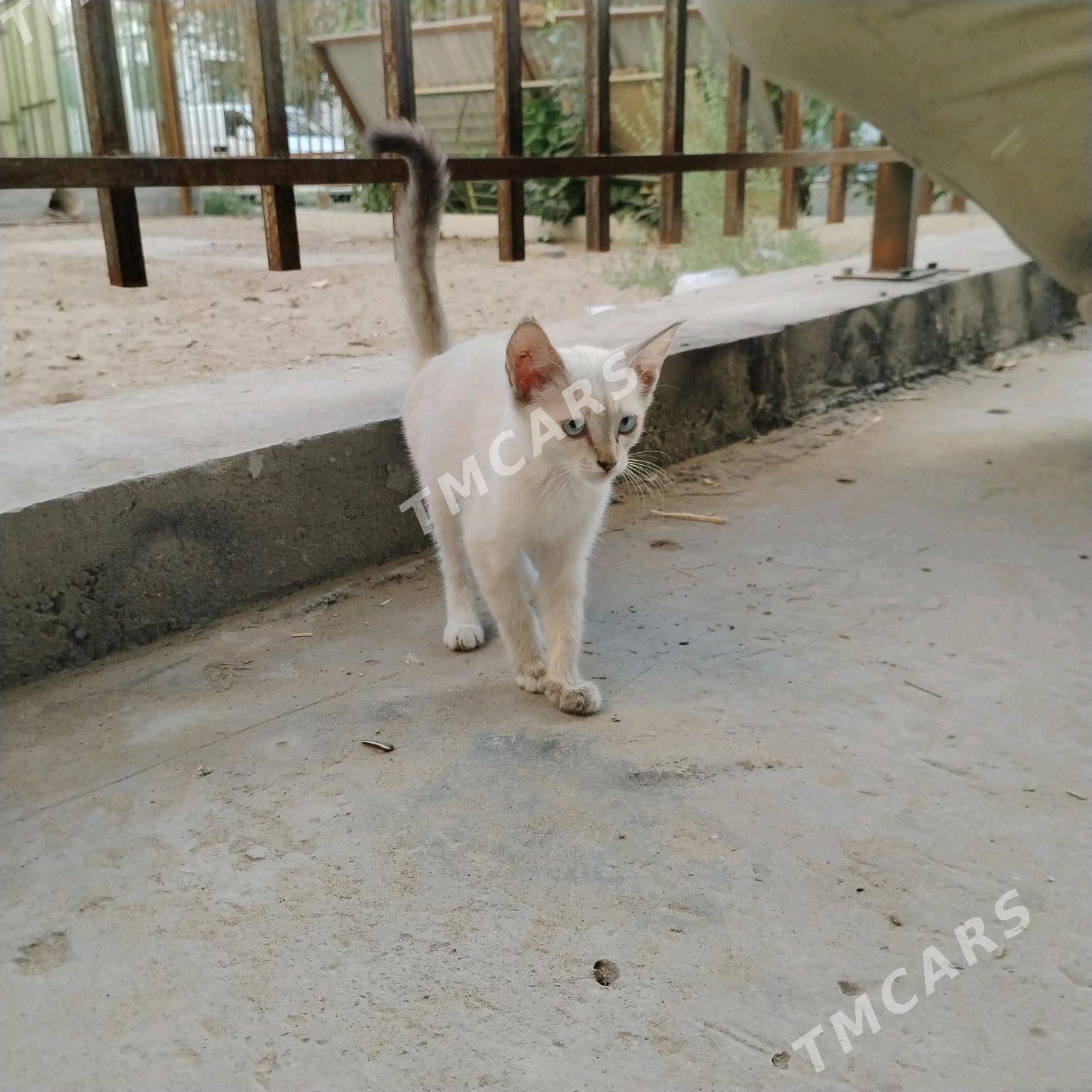 Котята в добрые руки - Туркменабат - img 4