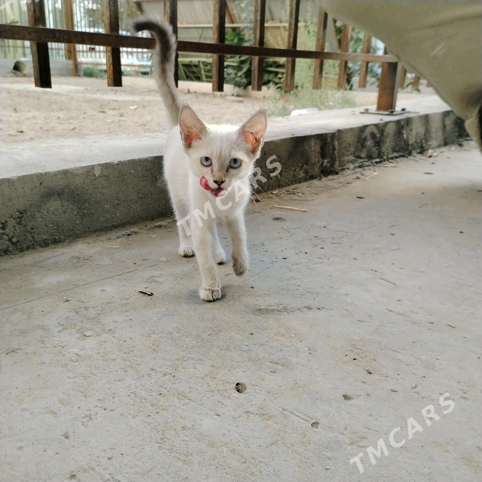 Котята в добрые руки - Туркменабат - img 3
