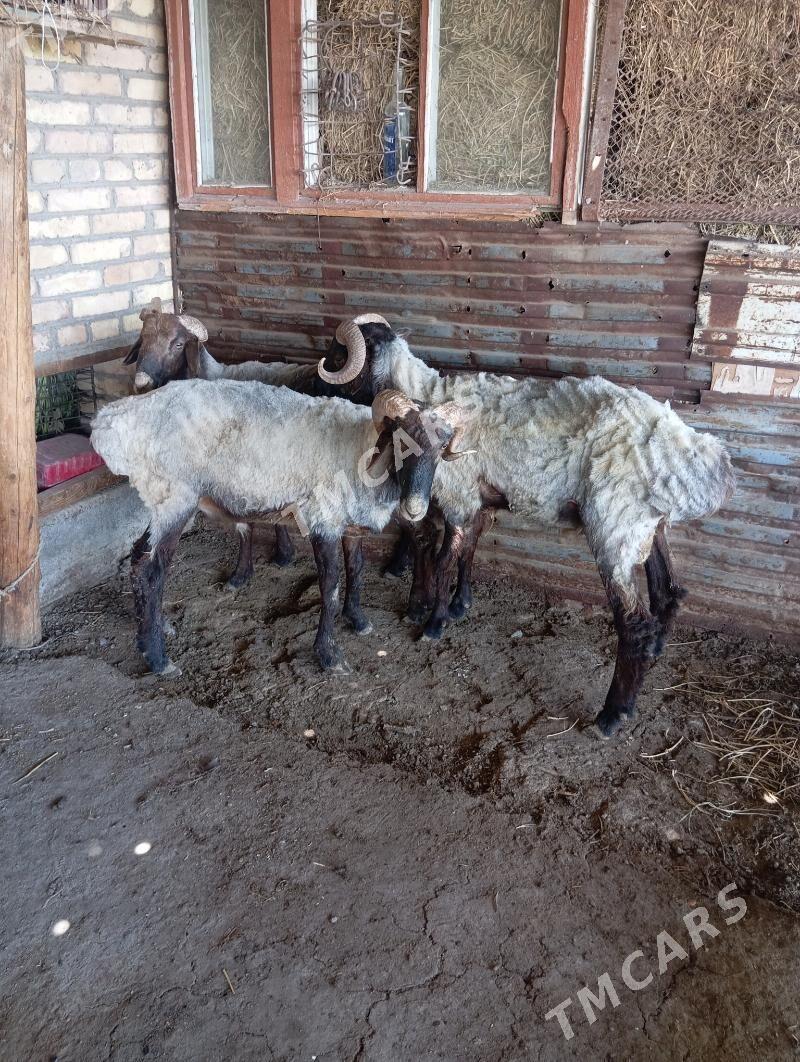 goçkar - Çärjew - img 2
