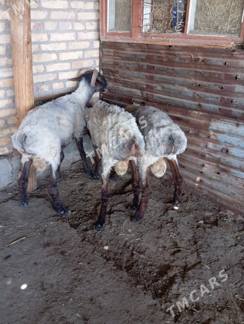 goçkar - Çärjew - img 3