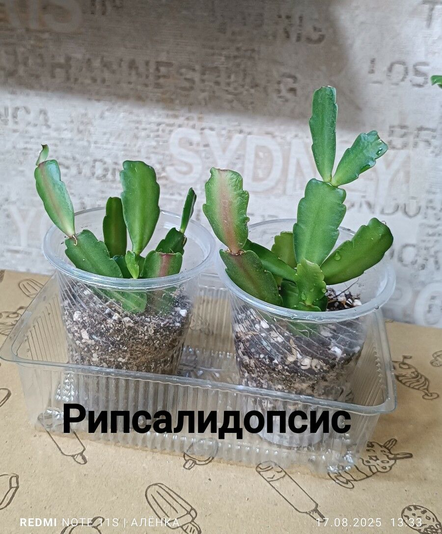 Декабрист/Рипсалидопс - Howdan "W" - img 2