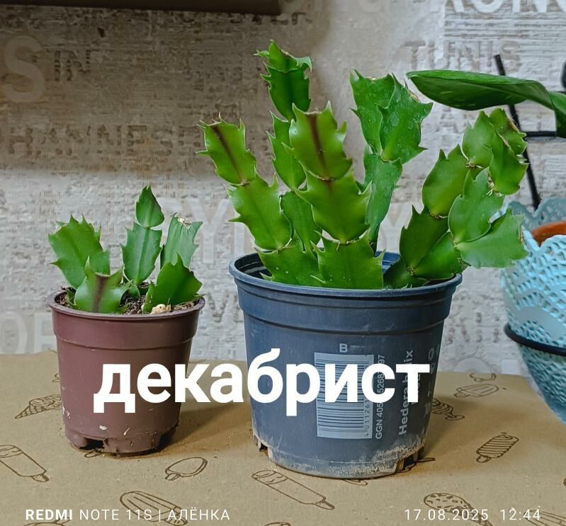 Декабрист/Рипсалидопс - Howdan "W" - img 5