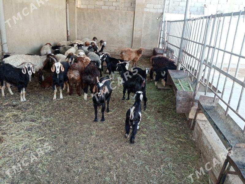 Goyun geci cebis tokly - Balkanabat - img 2