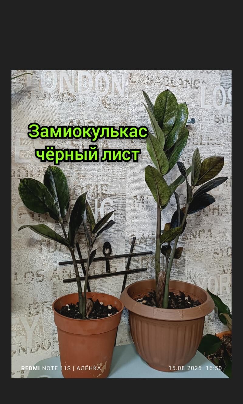 комнатные растения 25м-75м - Howdan "W" - img 5