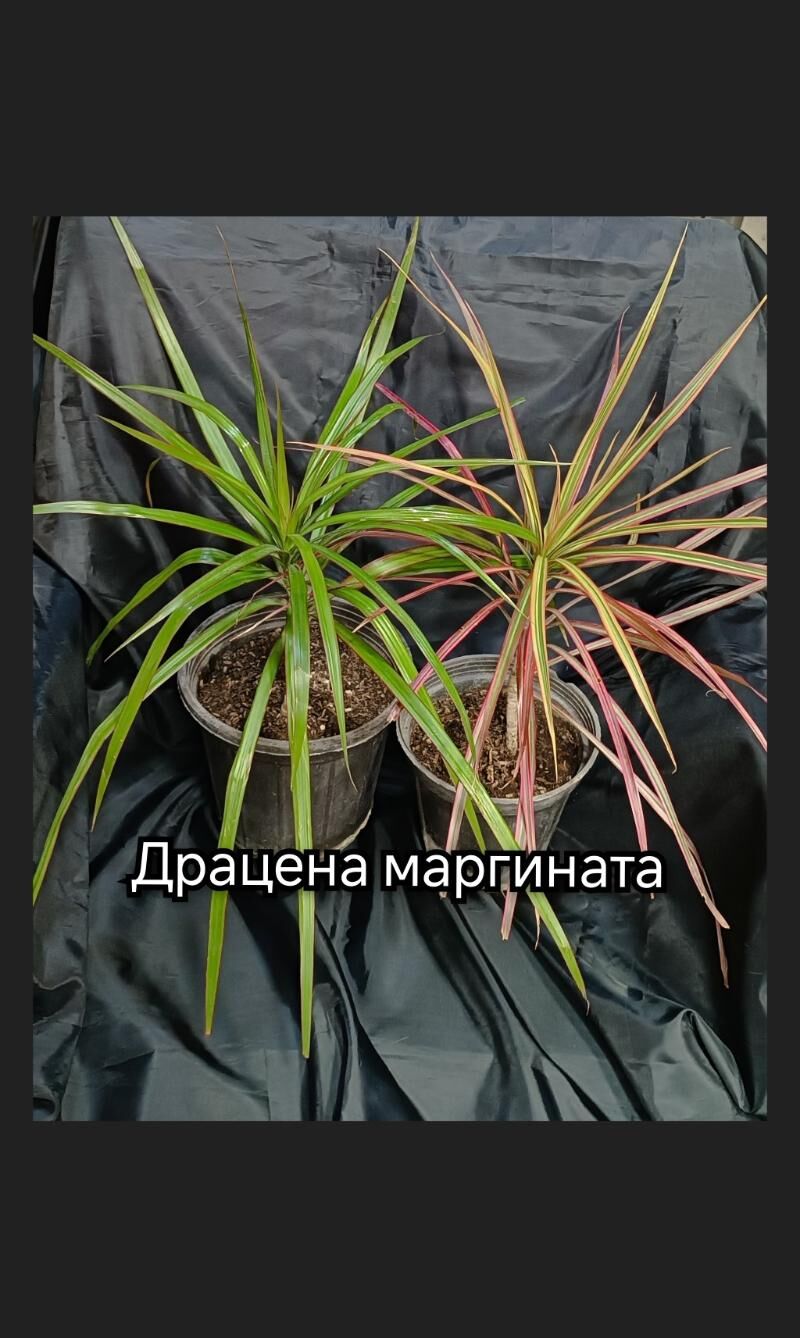 комнатные растения 25м-75м - Howdan "W" - img 7