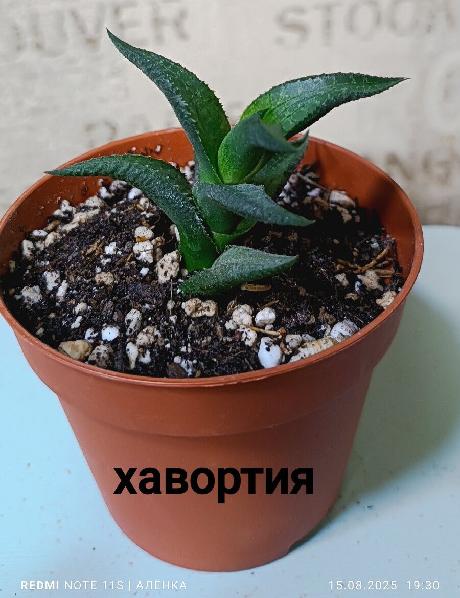 комнатные растения 25м-75м - Howdan "W" - img 8