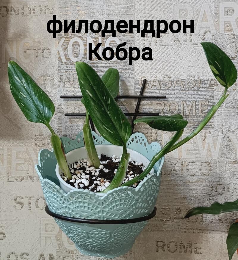 комнатные растения 25м-75м - Howdan "W" - img 9
