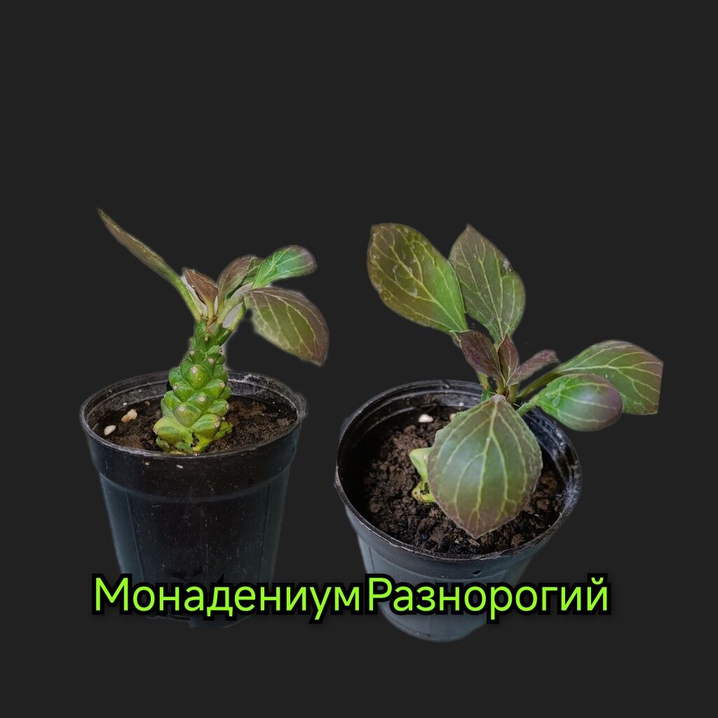 комнатные растения 25м-75м - Howdan "W" - img 10