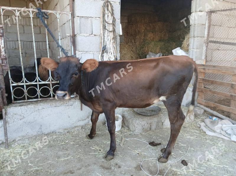 4si bile tuweler - Бузмеин - img 2