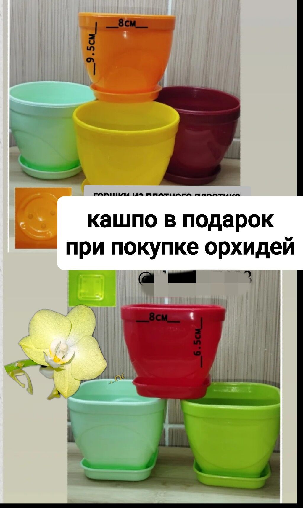 Орхидея мини - Howdan "W" - img 2