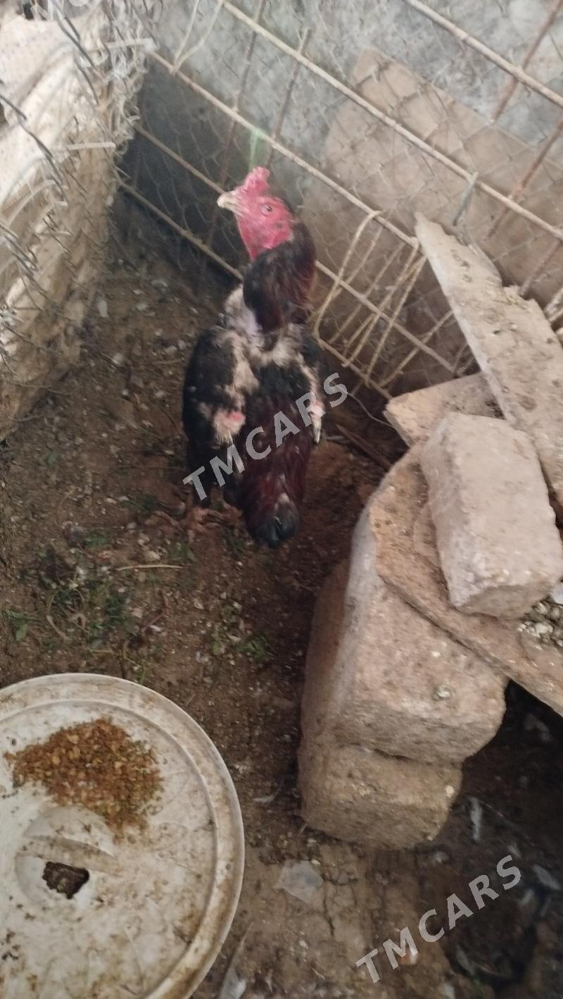 taşkenttaşkent - Büzmeýin - img 2