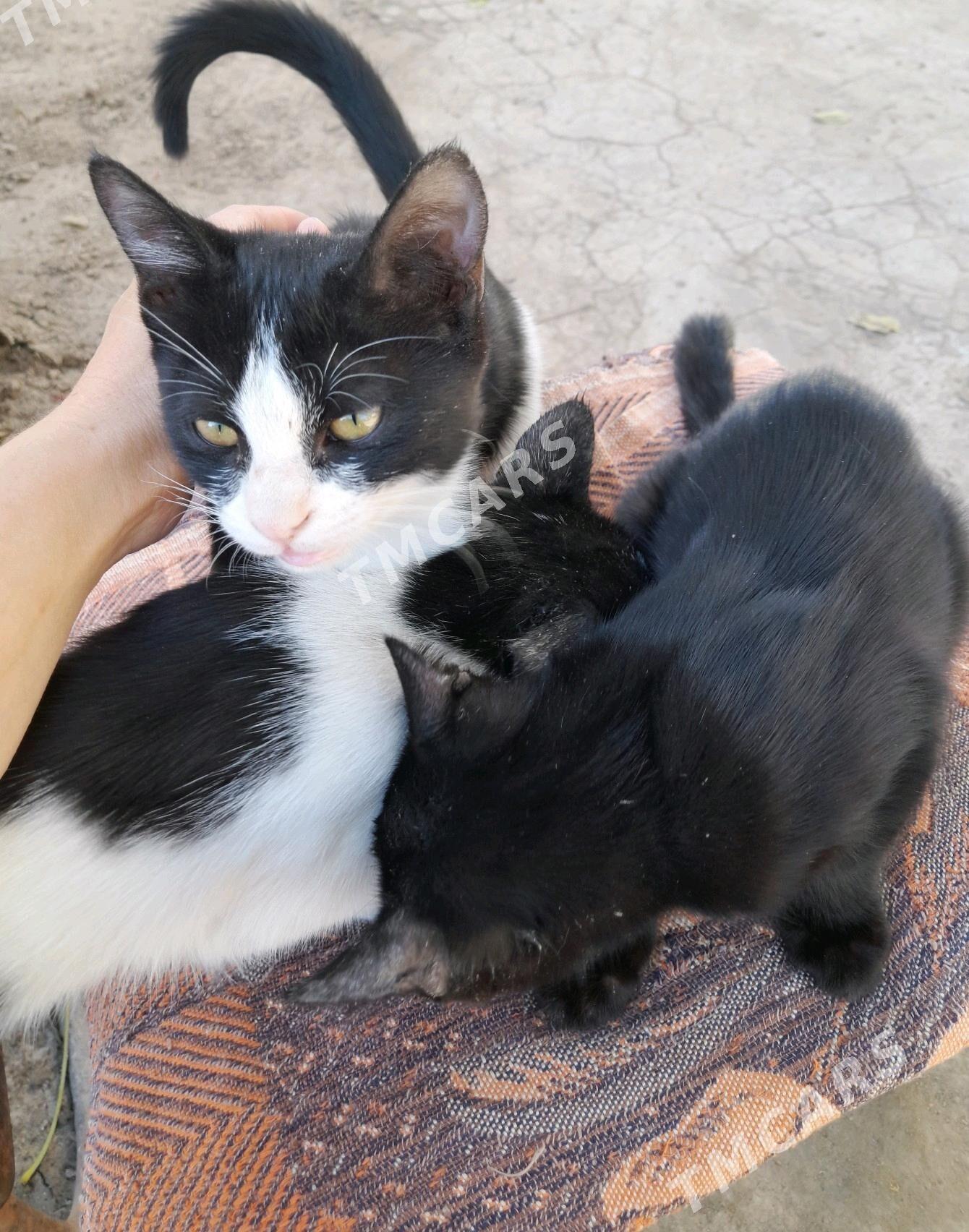 кошки в добрые руки - Türkmenabat - img 3