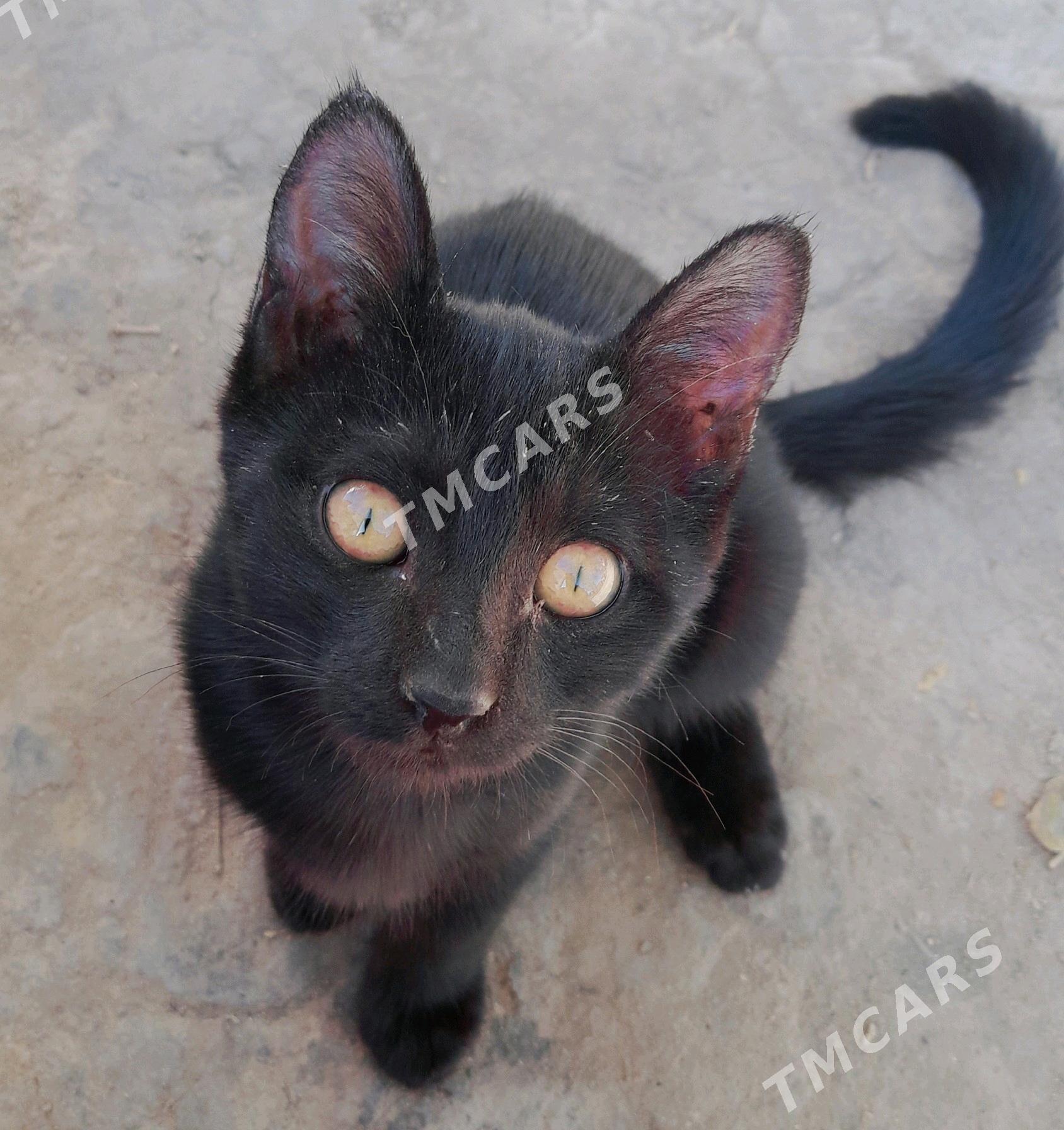 кошки в добрые руки - Türkmenabat - img 2