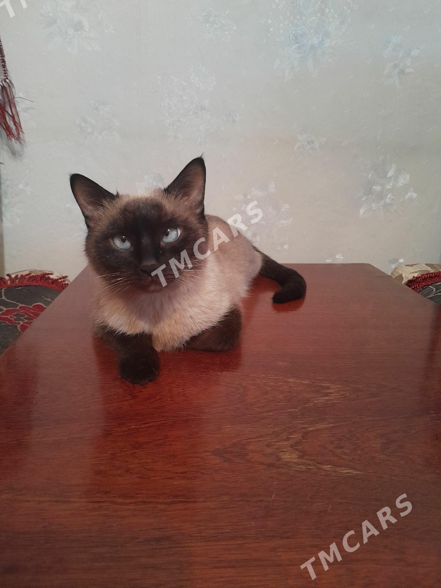 кошка - Şatlyk - img 4