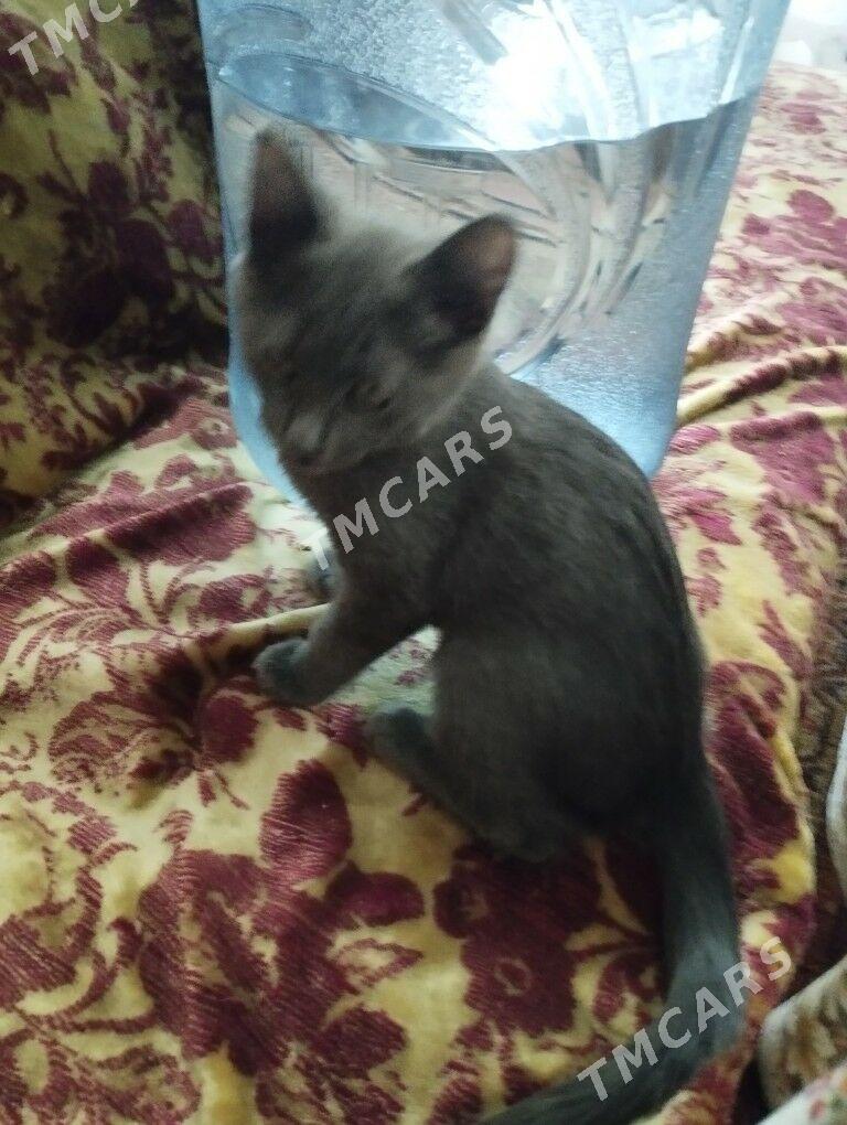 пищик котёнок папа британец - 30 mkr - img 2