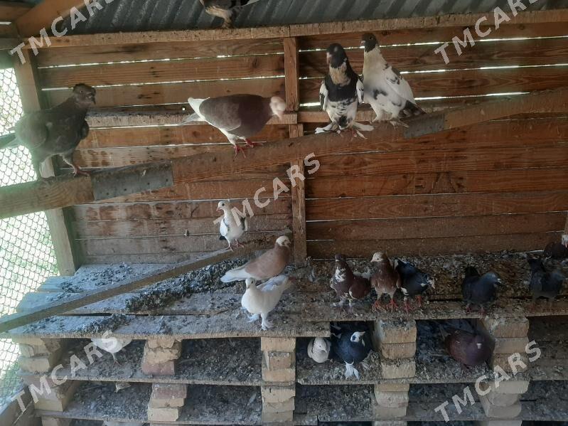 Ýaş kepderiler diñe - Мары - img 5