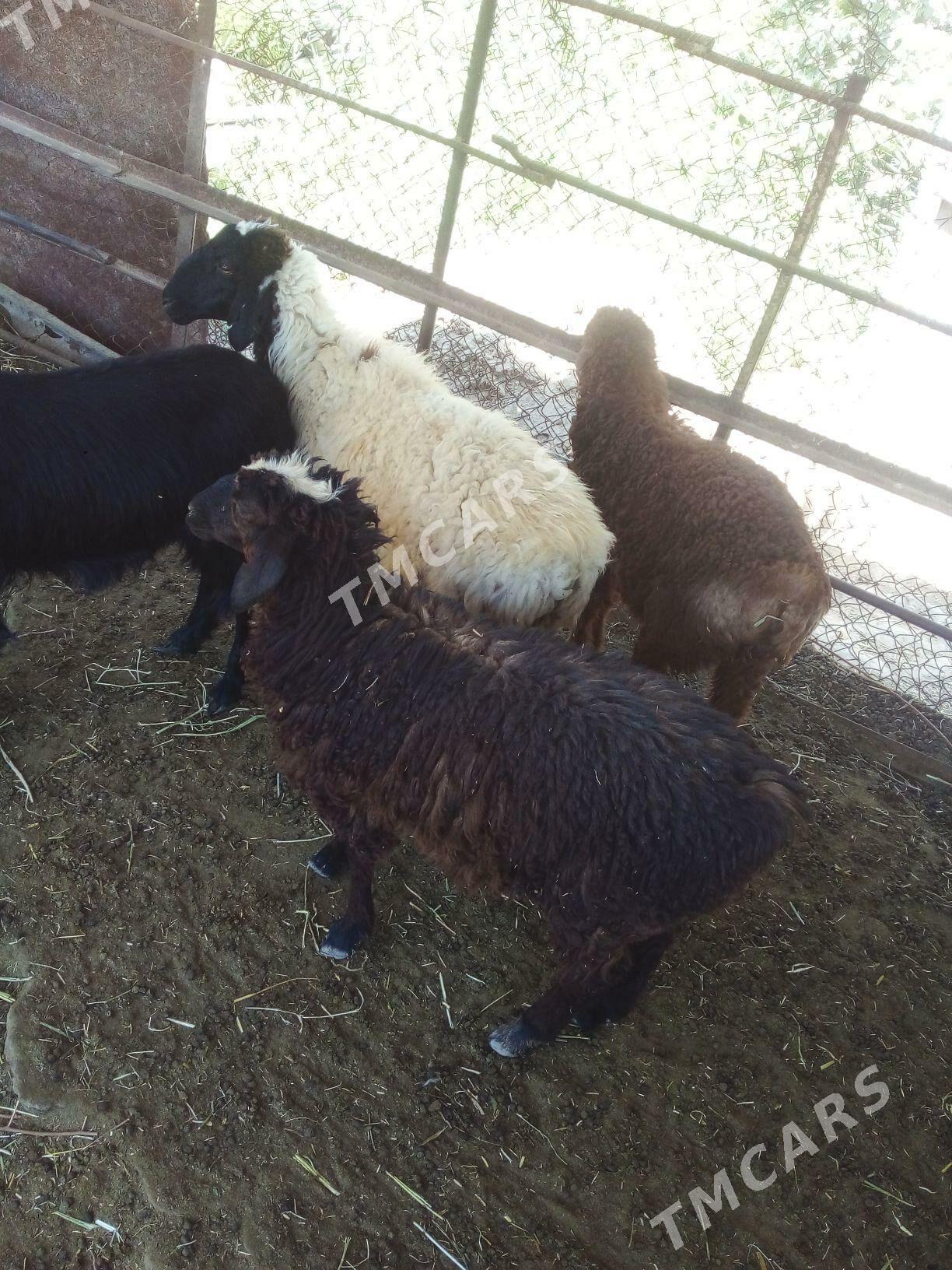tokly geçi - Murgap - img 2