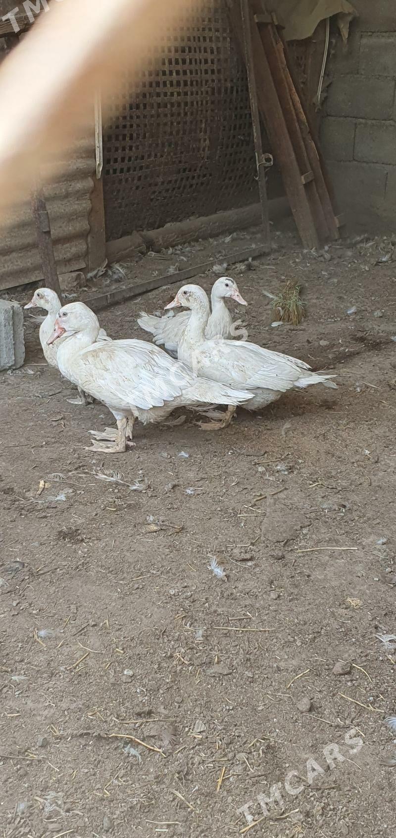 çisarka, ördek... - Гёкдепе - img 2