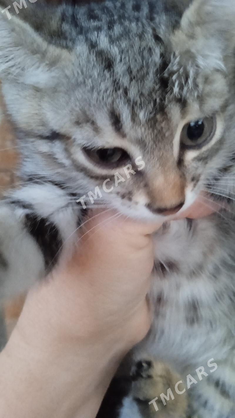 котята для счастья - Mary - img 4