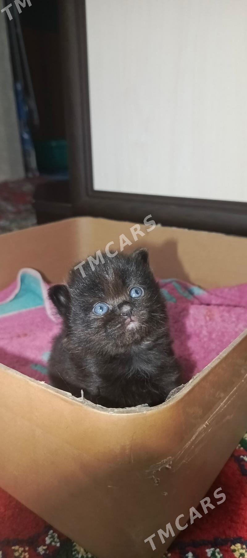 ВИСЛОУХИЕ ЧЁРНЫЕ КОТЯТА!!! - Aşgabat - img 2