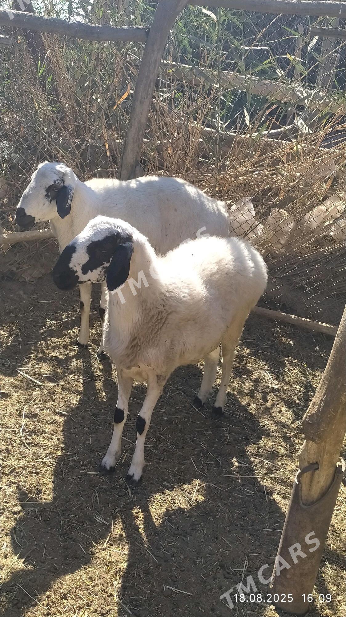 goclar - Türkmenabat - img 2
