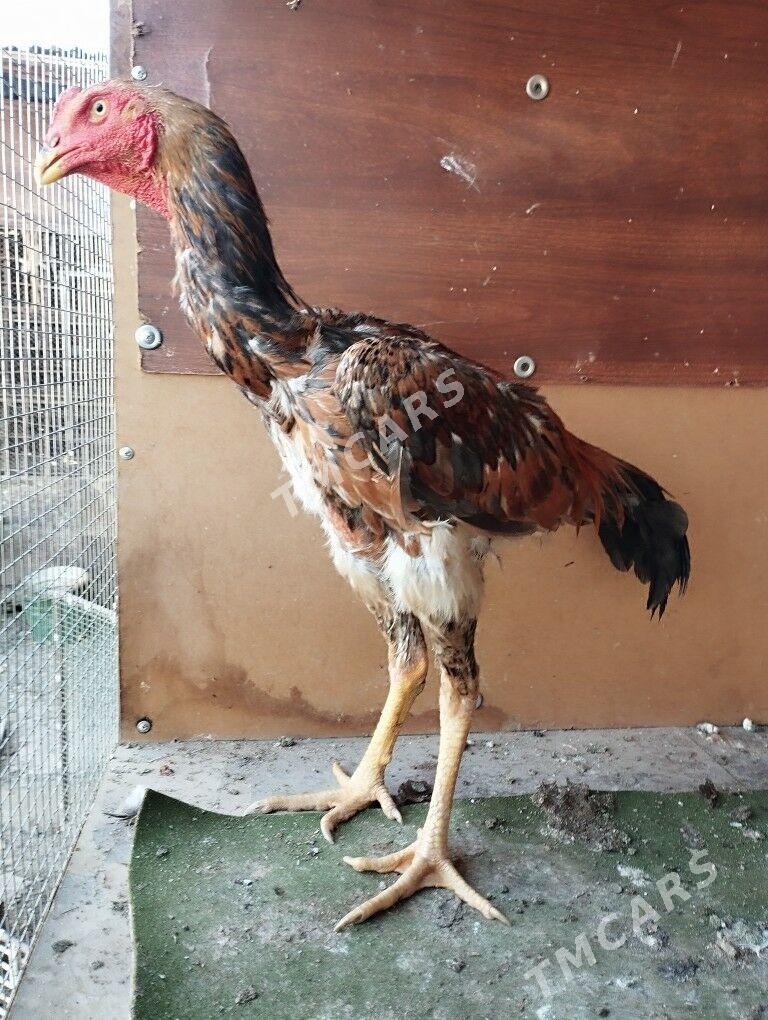 juyje - Türkmenabat - img 2