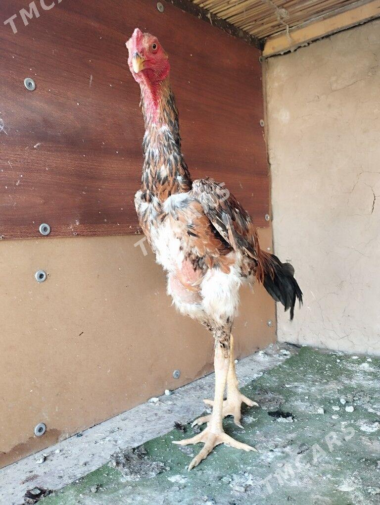 juyje - Türkmenabat - img 3