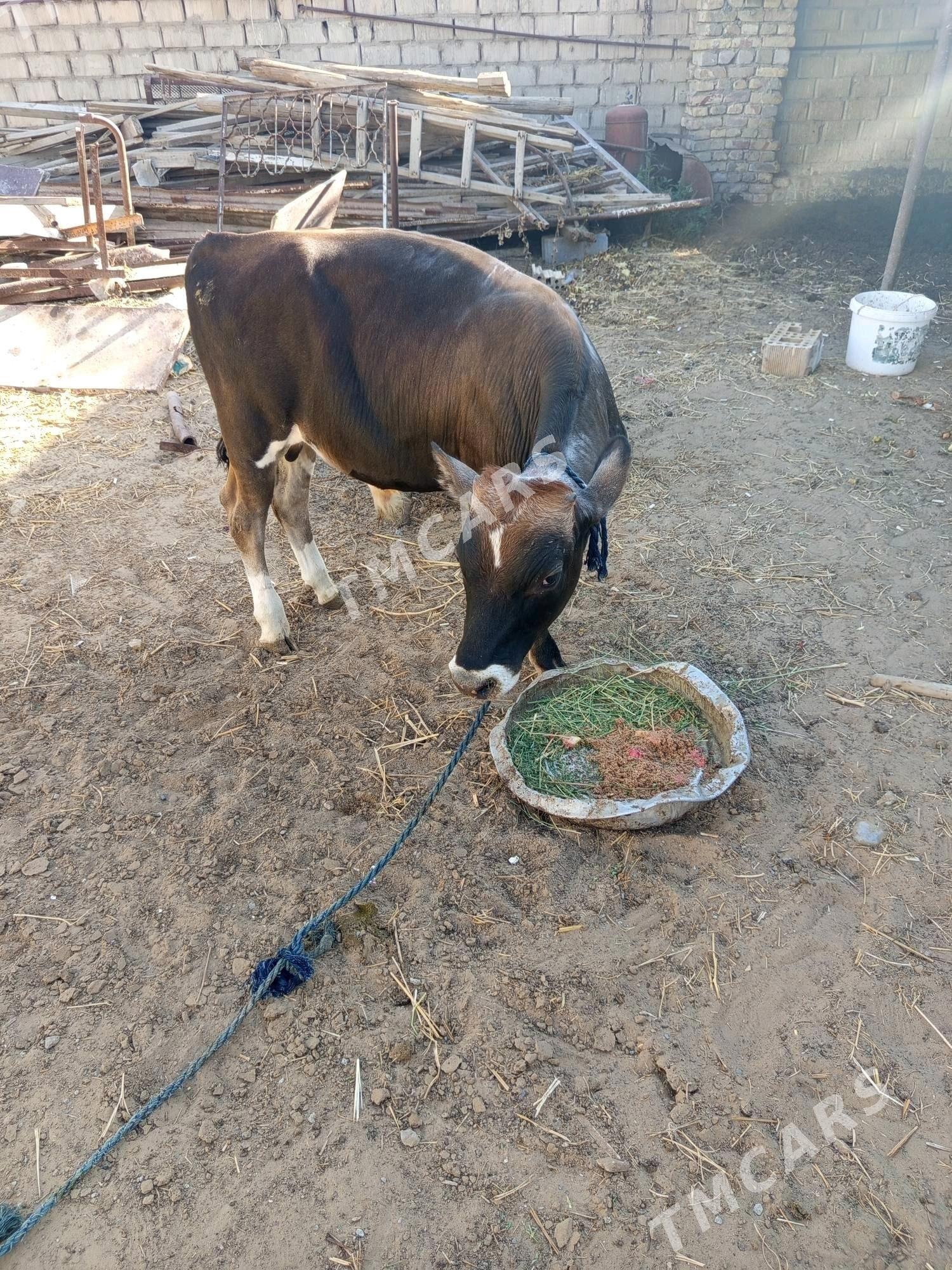 öküz - Çoganly - img 2