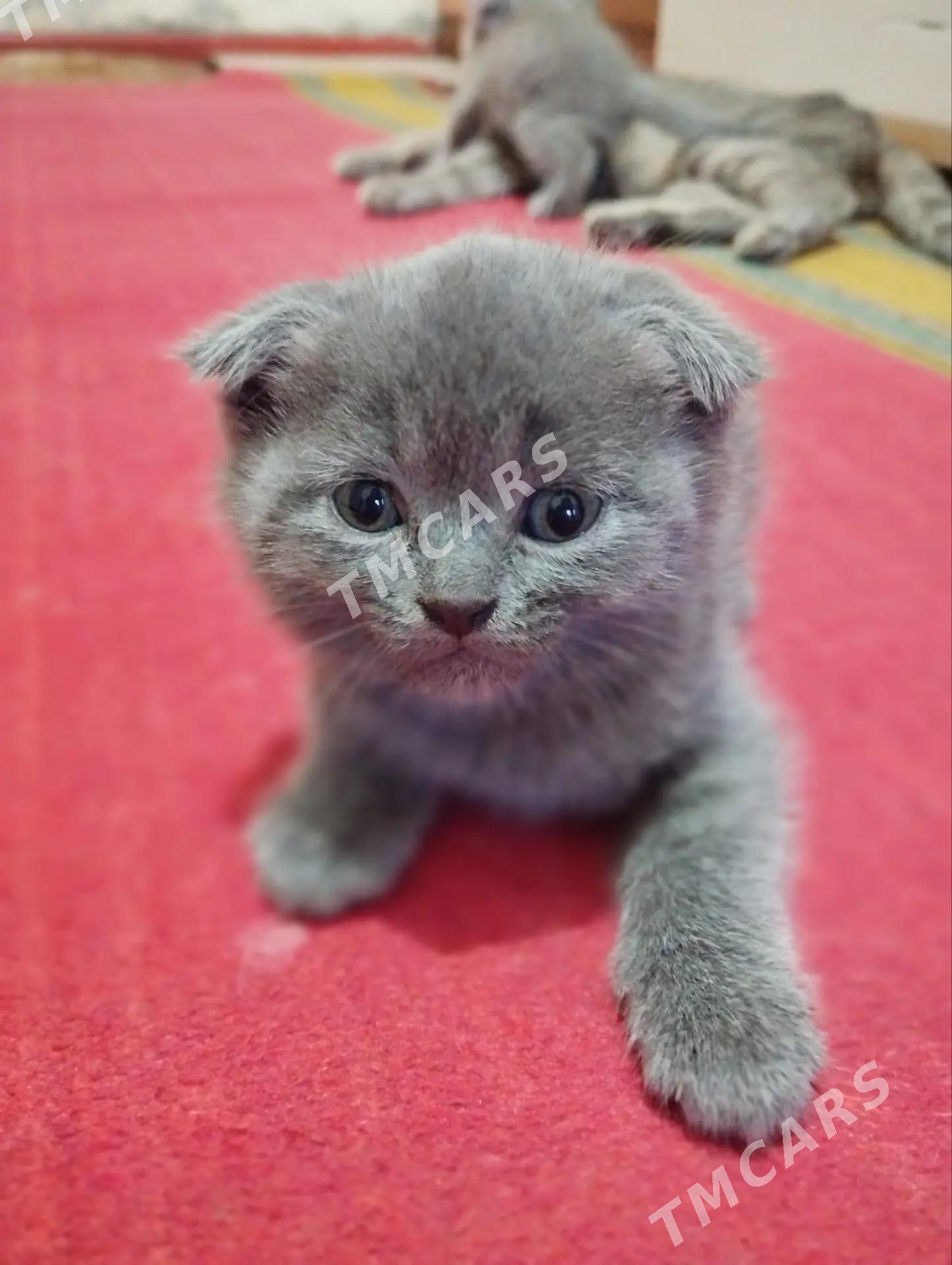 британские котята - Türkmenabat - img 4