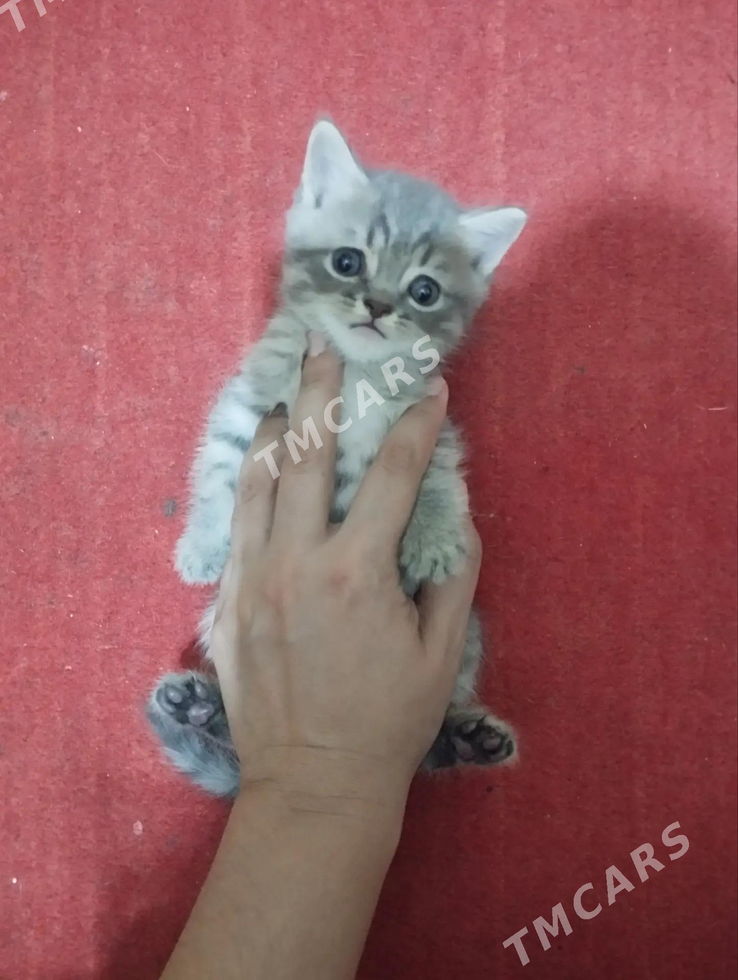 британские котята - Türkmenabat - img 1