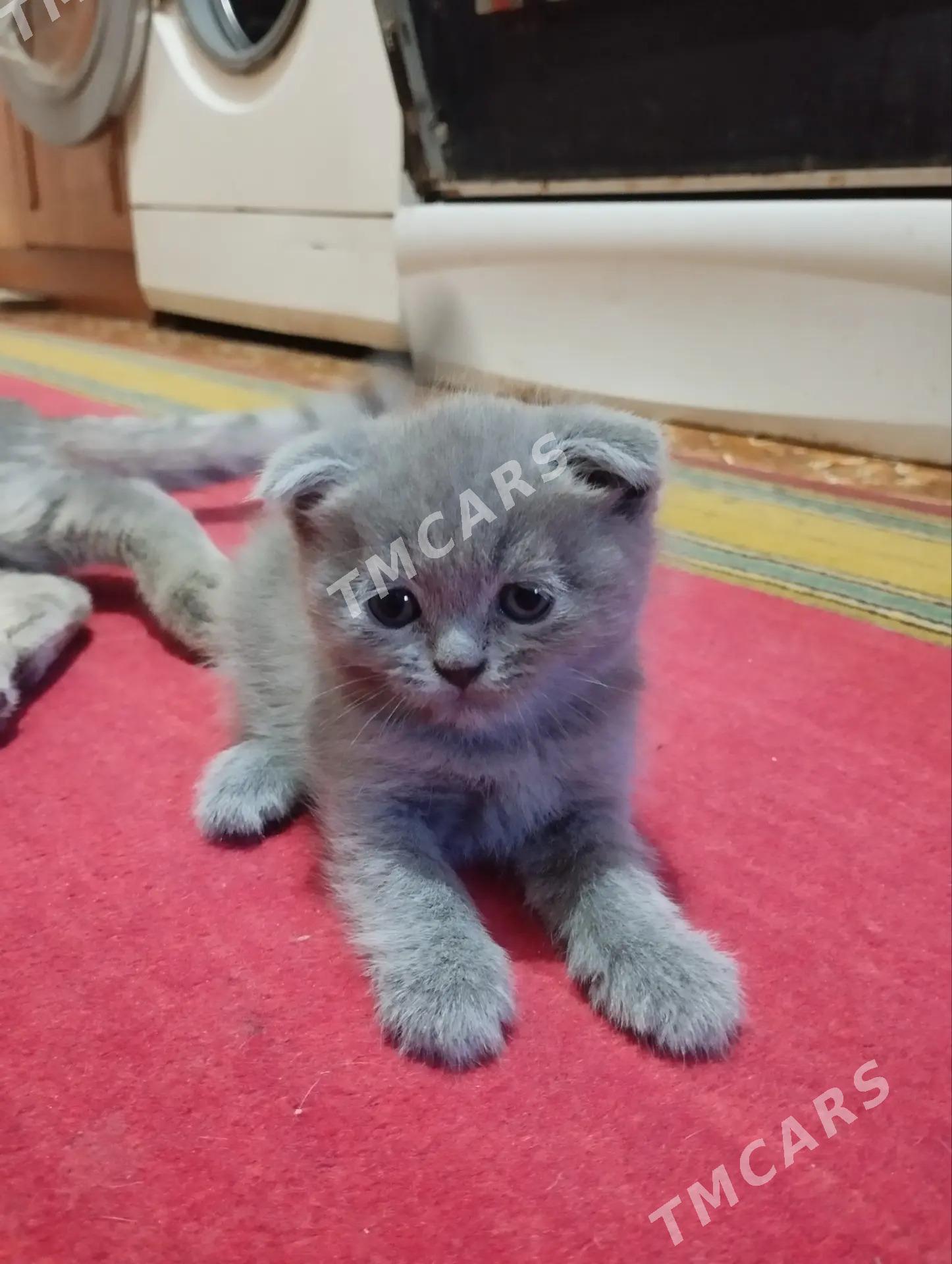 британские котята - Türkmenabat - img 2
