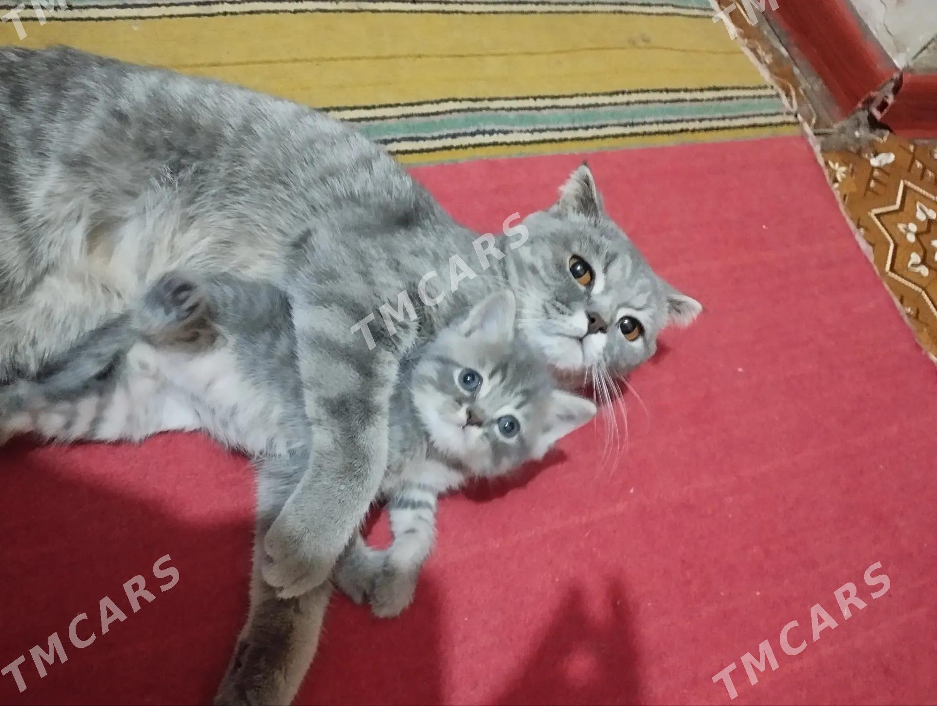 британские котята - Türkmenabat - img 3