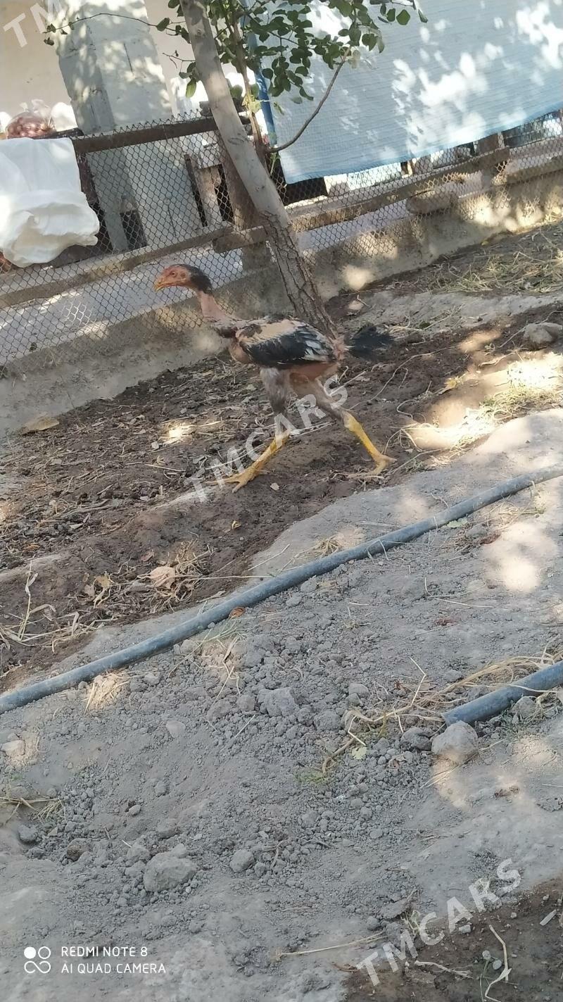 horoz - Daşoguz - img 3