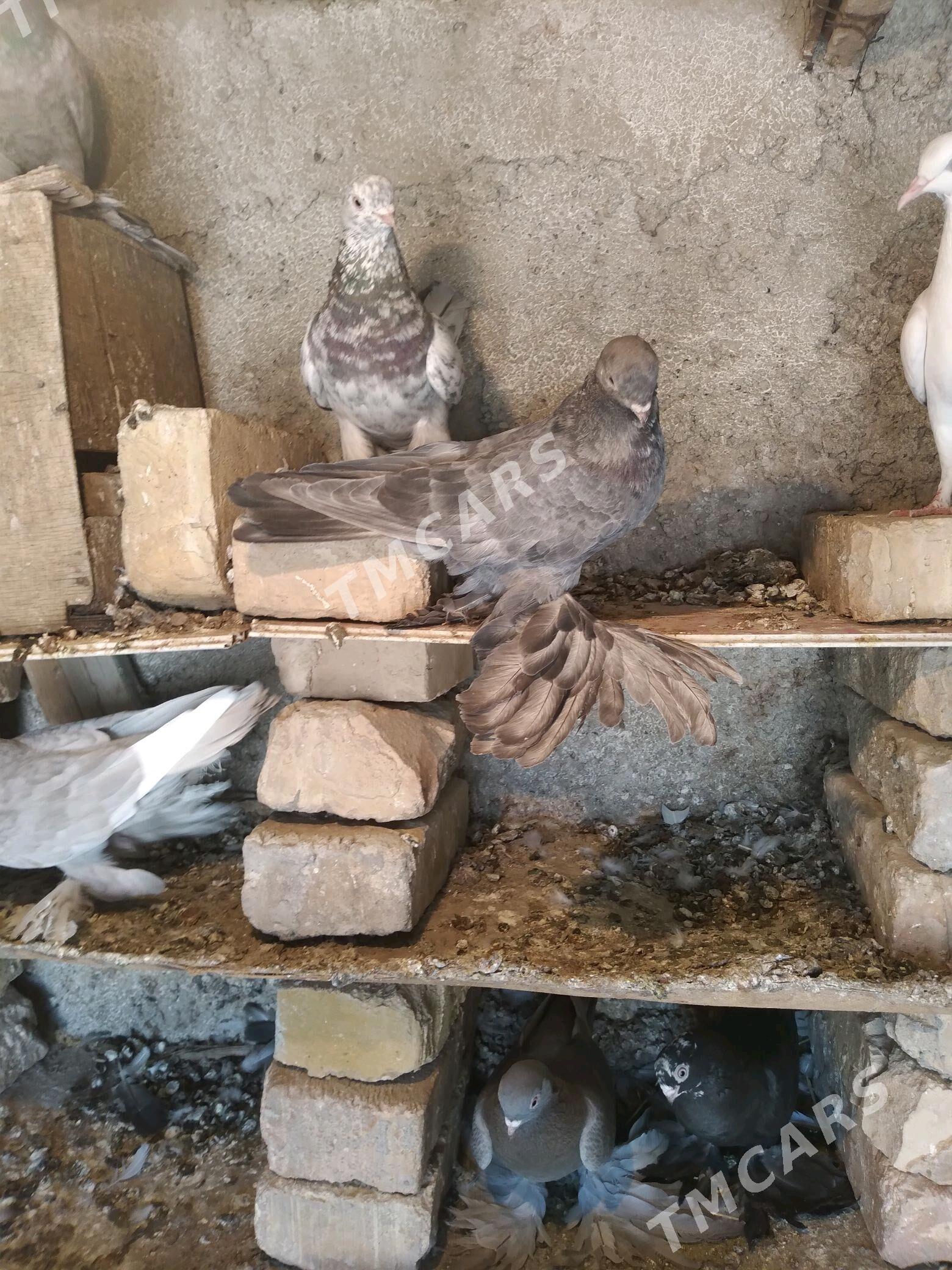 Kepderi - Kaka - img 2