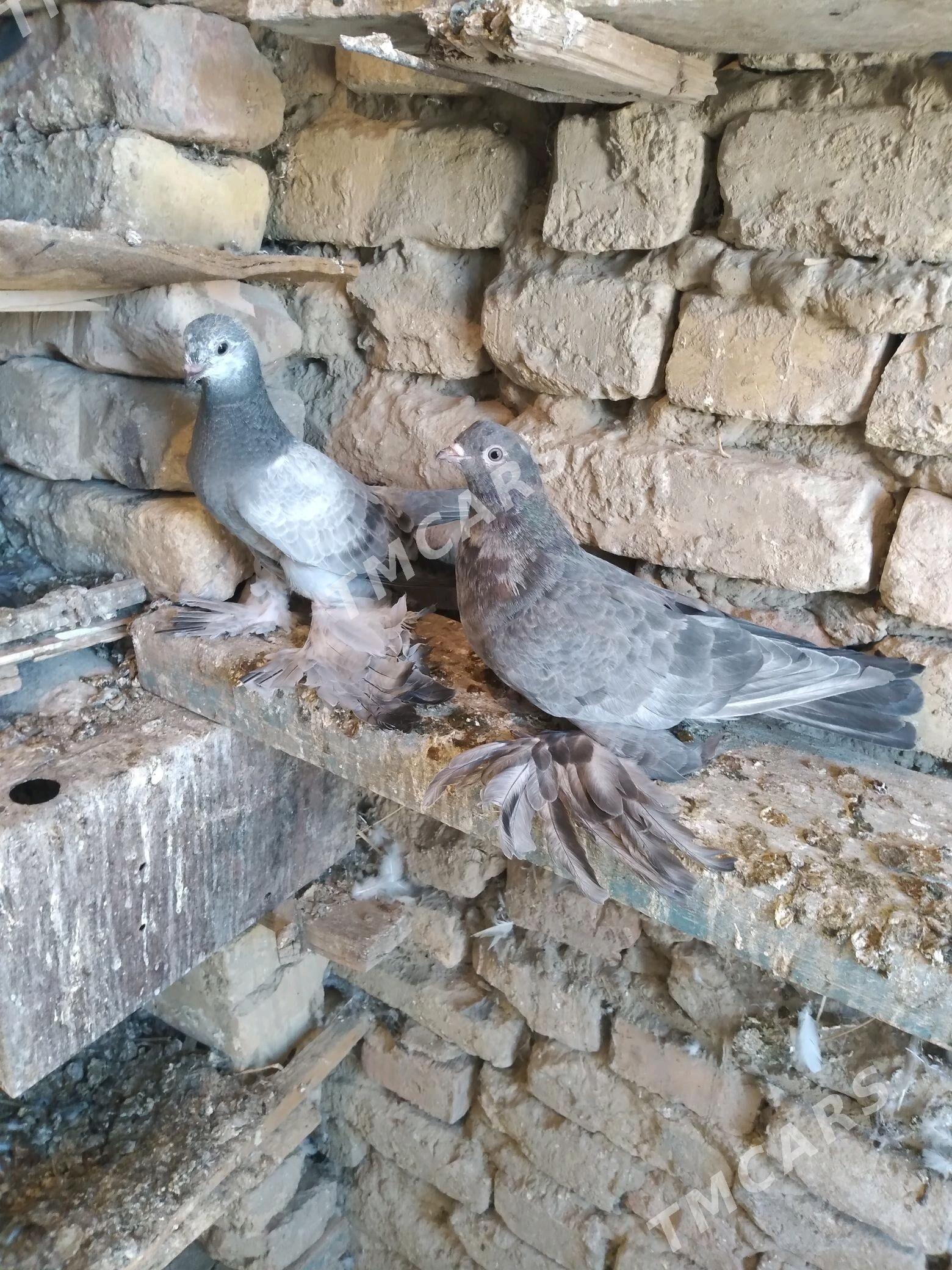 Kepderi - Kaka - img 3