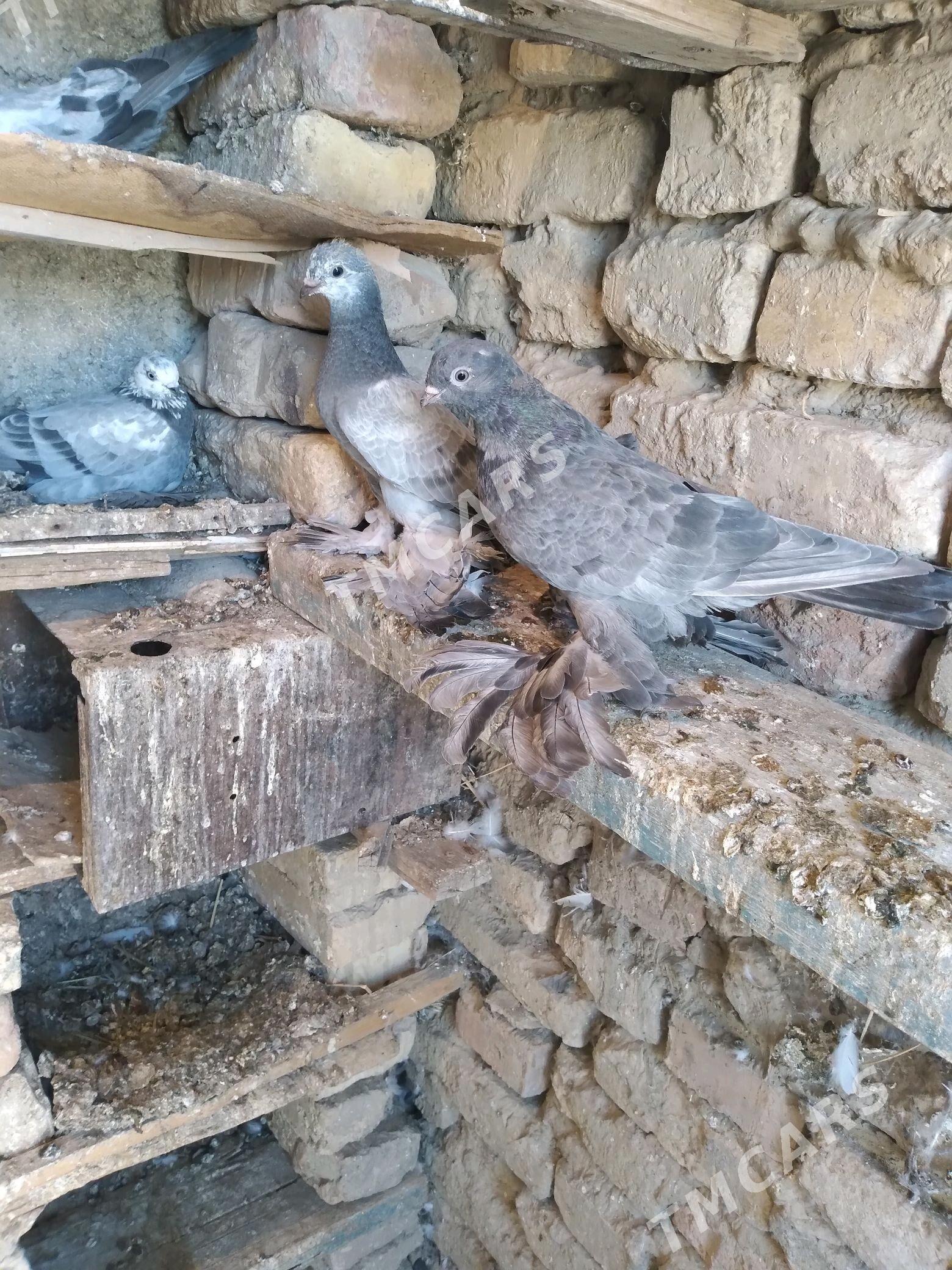 Kepderi - Kaka - img 4